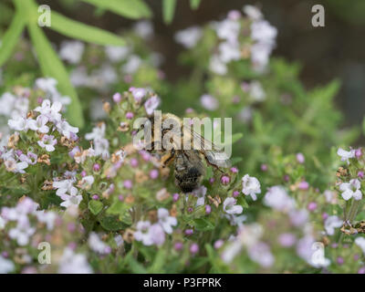 A close up of a communal mining bee feeding on thyme flowers Stock Photo