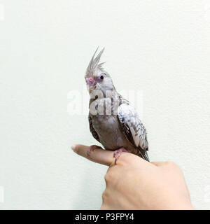 Baby gray cockatiel bird on finger female, copy space with cement wall background. Stock Photo