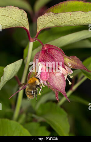 A common carder bee, Bombus pascuorum, approaching the flowers of Himalayan honeysuckle, Leycesteria formosa, growing in a garden in Lancashire north  Stock Photo
