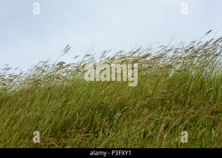 Tall grasses waving in the wind on a hill side of an iron age hill fort against a grey sky Stock Photo