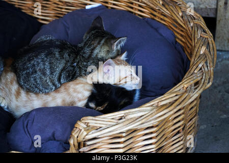 Kittens are sleeping together in a basket Stock Photo
