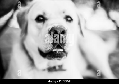 Black and white portrait of white Labrador Retriever, selective focus on dogs nose Stock Photo