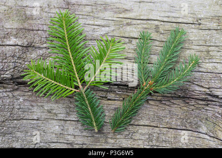 Vergleich Fichte (rechts), Weißtanne (links). Gewöhnliche Fichte, Fichte, Rot-Fichte, Rotfichte, Picea abies, Common Spruce, Spruce, Norway spruce, L’ Stock Photo