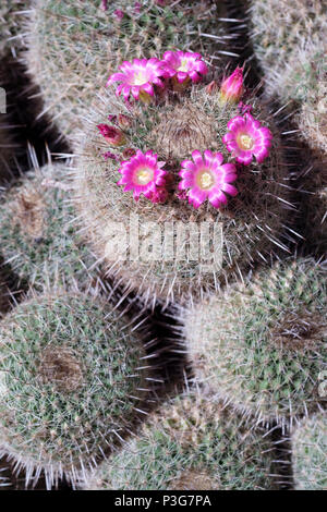 Pink flowers of mammillaria varieaculeata (also spelt mammillaria variaculeata) clumping cactus Stock Photo