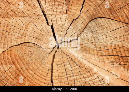 tree stump texture