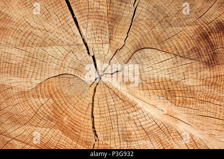 Old tree stump, beautiful wooden texture background with cracks  Cutted tree - Section on old wood trunk Stock Photo