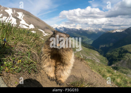 Murmeltier (Marmota) im Nationalpark Hohe Tauern, Kärnten, Österreich  |   Marmot at High Tauern National Park, Austria Stock Photo