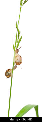 Garden snails, Helix aspersa, climbing stem in front of white background Stock Photo