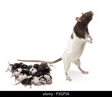 Fancy Rat next to its babies and looking away in front of white background Stock Photo