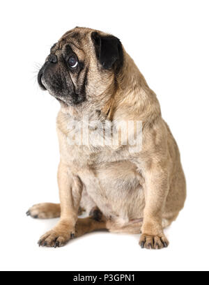 dog breed pug on white isolated background Stock Photo