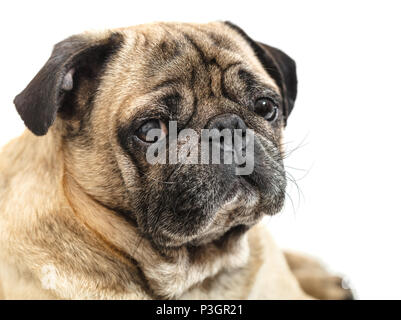 portrait of a pug close-up on white background Stock Photo