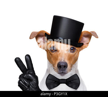 https://l450v.alamy.com/450v/p3gy1x/jack-russell-dog-looking-to-owner-with-peace-or-victory-fingers-isolated-on-white-background-wearing-a-black-hat-p3gy1x.jpg