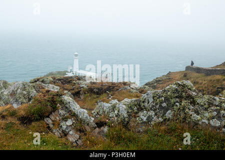 The historic South Stack Lighthouse is located on a small island reached via a descent of 400 steps down the steep mainland cliffs. South Stack Rock l Stock Photo