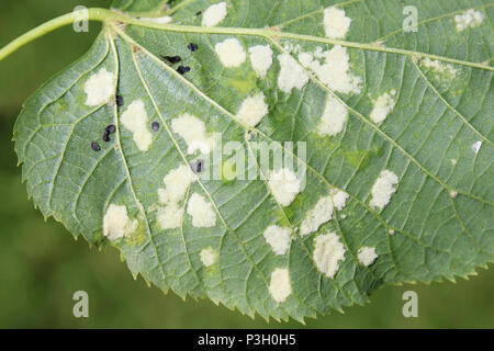 Damage to Tilia europaea leaf caused by the Lime felt gall mite Eriophyes leiosoma Stock Photo