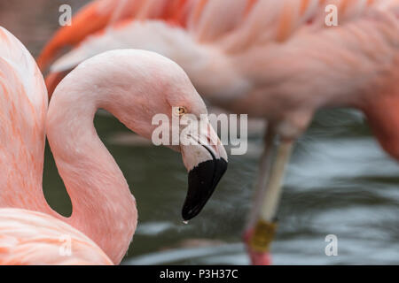 Flamingo. Bird. Animal Stock Photo