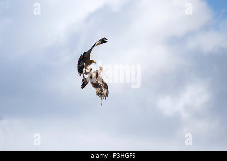 Two Tawny Eagles Aquila rapax in aerial dispute