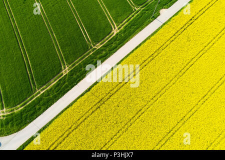 Rapsfeld von oben, Bayern, Deutschland Stock Photo