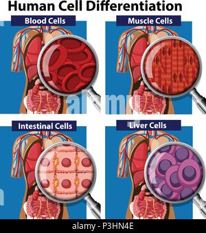 A Set of Human Cell Differentiation illustration Stock Vector