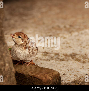 Day old French Partridge chick stood in the corner of a barn on a wooden rail Stock Photo