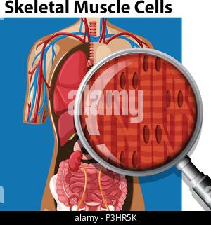 Image of smooth muscle cells illustration Stock Vector Image & Art - Alamy
