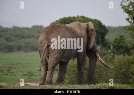 Large African Bull Elephant wondering across the Maasai Mara, Kenya. Following behind a small herd of females and calfs. Large intact tusks. Stock Photo