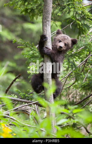 bear cub climbed in tree hanging on wth both paws to spruce in green forest background on sunny day Stock Photo