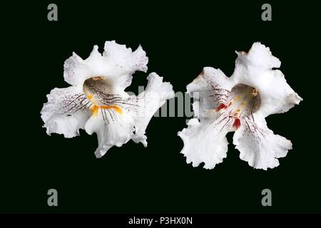 Studio shot of blossoms from a Catalpa speciosa, commonly known as the northern catalpa, hardy catalpa, western catalpa, cigar tree, catawba-tree, or  Stock Photo