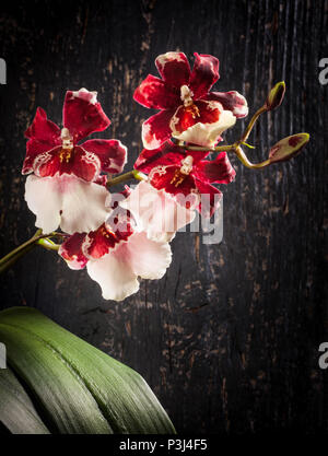 Black wooden background with Orchid cambria Stock Photo