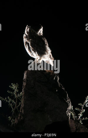 Athene noctua owl, perched on a rock at night, Little Owl Stock Photo