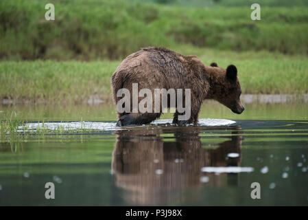 Brown bear, grizzly bear (Ursus arctos) swimming in the Khutzeymateen Grizzly Sanctuary, British Columbia, Canada Stock Photo