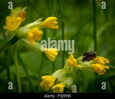 Beetles Cantharis rustic couple on primrose flowers Primula veris in the spring forest Stock Photo