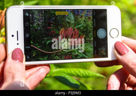 Smartphone in female hands taking photo Stock Photo