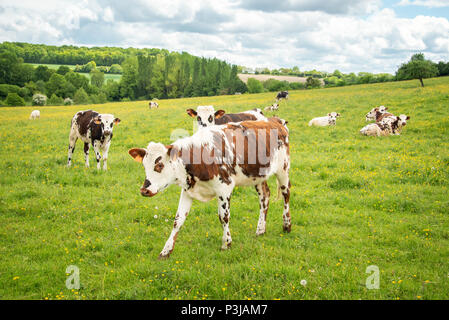 Brow and white cows grazing on grassy green field in Perche, France. Summer countryside landscape and pasture for cows Stock Photo