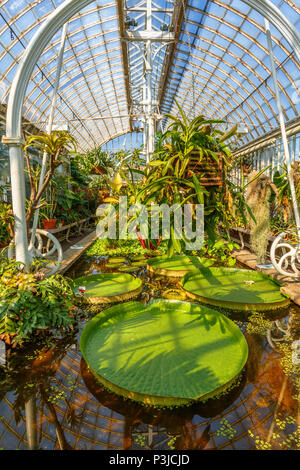 Interior in Garden Society of Gothenburg greenhouse with green plants and a pond Stock Photo