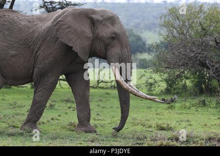 Large African Bull Elephant wondering across the Olare Motorogi Conservancy, Maasai Mara, Kenya, Africa Stock Photo