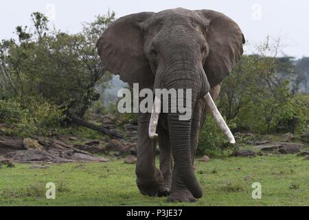 Large African Bull Elephant wondering across the Olare Motorogi Conservancy, Maasai Mara, Kenya, Africa Stock Photo