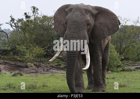 Large African Bull Elephant wondering across the Olare Motorogi Conservancy, Maasai Mara, Kenya, Africa Stock Photo