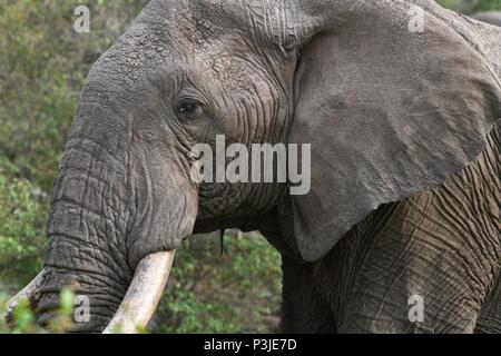 Large African Bull Elephant wondering across the Olare Motorogi Conservancy, Maasai Mara, Kenya, Africa Stock Photo