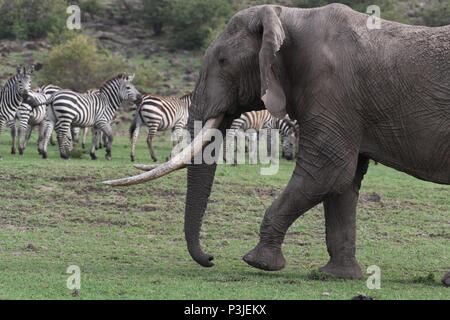 Large African Bull Elephant wondering across the Olare Motorogi Conservancy, Maasai Mara, Kenya, Africa Stock Photo