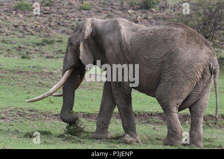 Large African Bull Elephant wondering across the Olare Motorogi Conservancy, Maasai Mara, Kenya, Africa Stock Photo