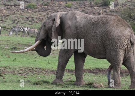 Large African Bull Elephant wondering across the Olare Motorogi Conservancy, Maasai Mara, Kenya, Africa Stock Photo