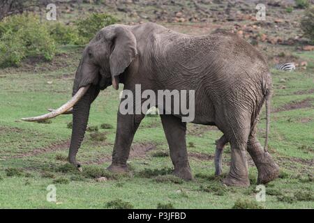 Large African Bull Elephant wondering across the Olare Motorogi Conservancy, Maasai Mara, Kenya, Africa Stock Photo