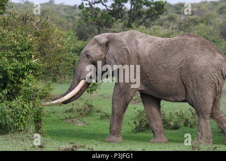 Large African Bull Elephant wondering across the Olare Motorogi Conservancy, Maasai Mara, Kenya, Africa Stock Photo