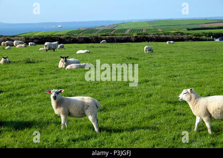 Sheep & lambs in spring grass on the Pembrokeshire coast with sea view & potatoes growing in fields in the distance Marloes West Wales UK KATHY DEWITT Stock Photo