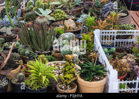 Collection of cactus and succulents plant in the garden. Small cactus and succulent in home garden.