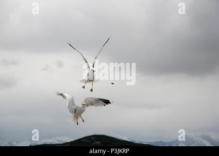 Common Gull maneuvering for food in Grøtsundet north of  Tromsø in northern Norway to catch food thrown by humans from a cruise ship. Stock Photo