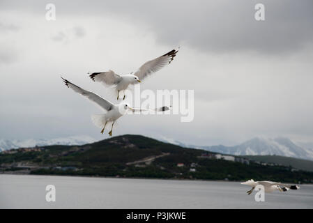 Common Gull maneuvering for food in Grøtsundet north of  Tromsø in northern Norway to catch food thrown by humans from a cruise ship. Stock Photo