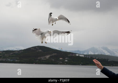 Common Gull maneuvering for food in Grøtsundet north of  Tromsø in northern Norway to catch food thrown by humans from a cruise ship. Stock Photo