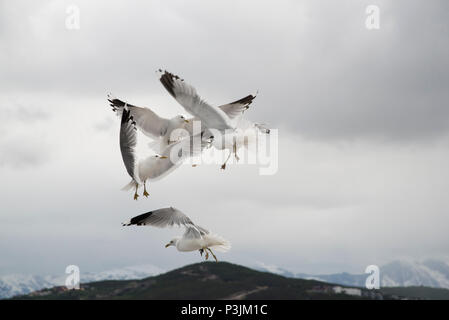 Common Gull maneuvering for food in Grøtsundet north of  Tromsø in northern Norway to catch food thrown by humans from a cruise ship. Stock Photo