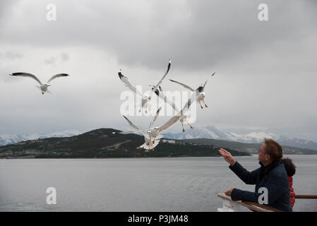 Common Gull maneuvering for food in Grøtsundet north of  Tromsø in northern Norway to catch food thrown by humans from a cruise ship. Stock Photo